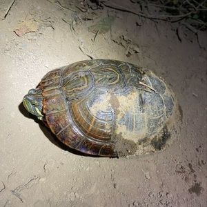 Meet your Posher, Good